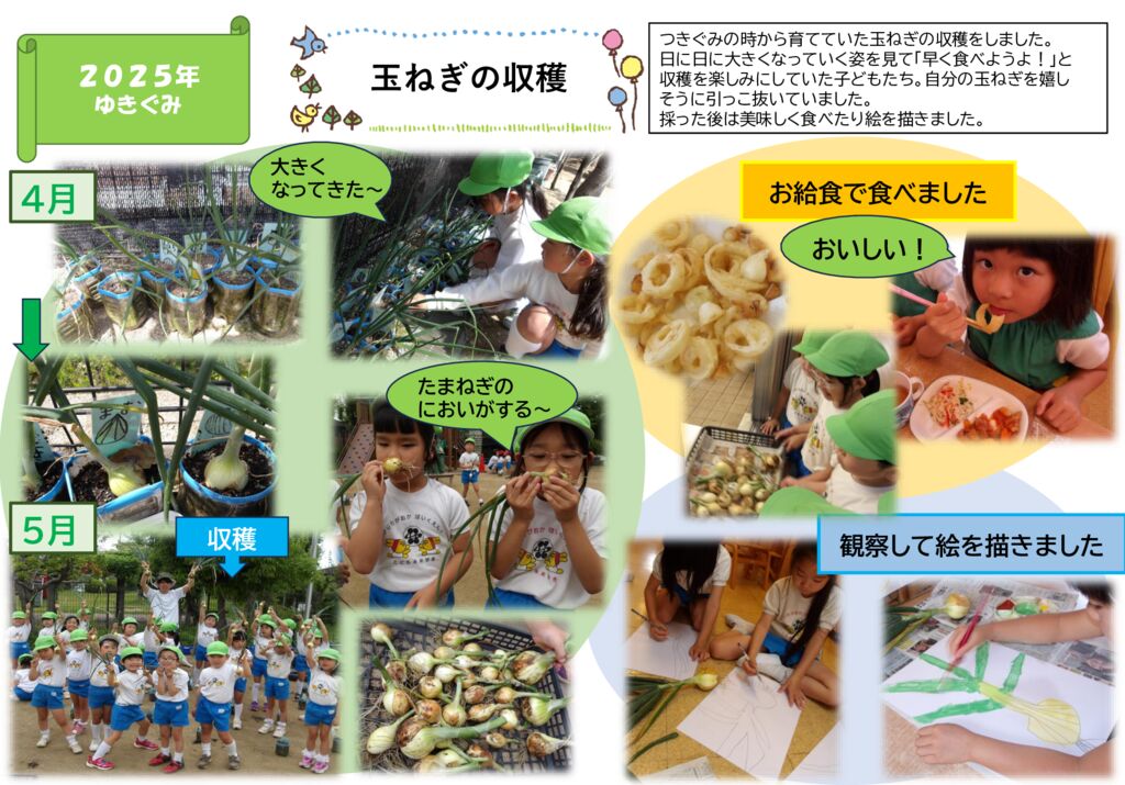 玉ねぎの収穫（ゆきぐみ）