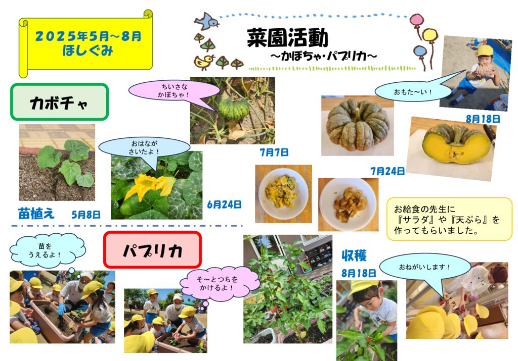 菜園活動～かぼちゃ・パプリカ～　（ほしぐみ）