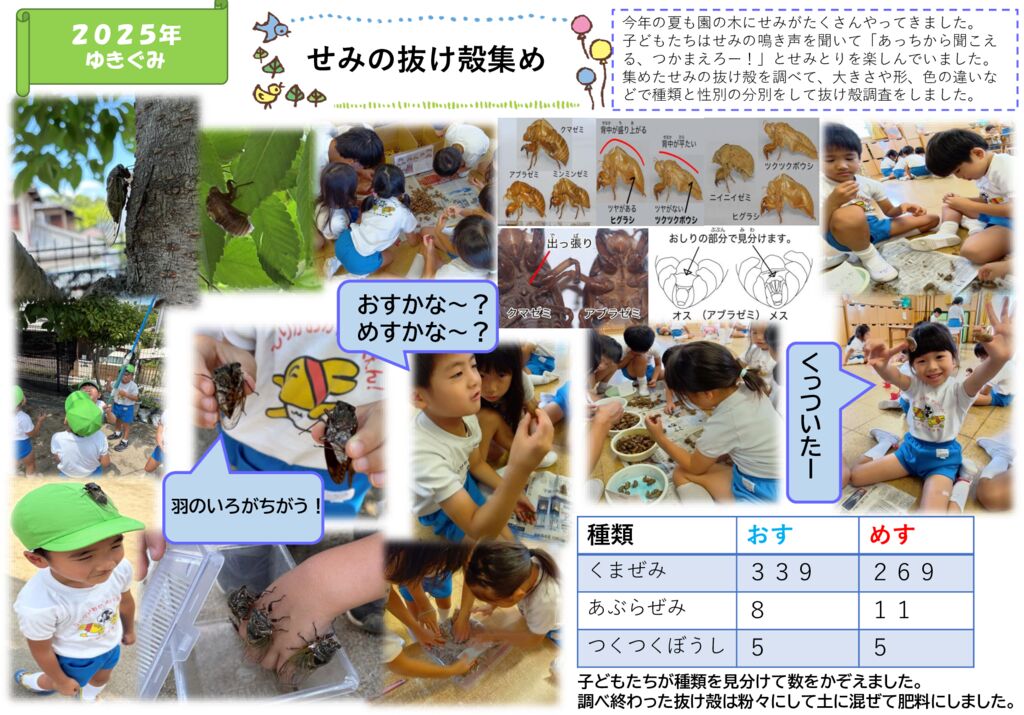 せみの抜け殻集め（ゆきぐみ）